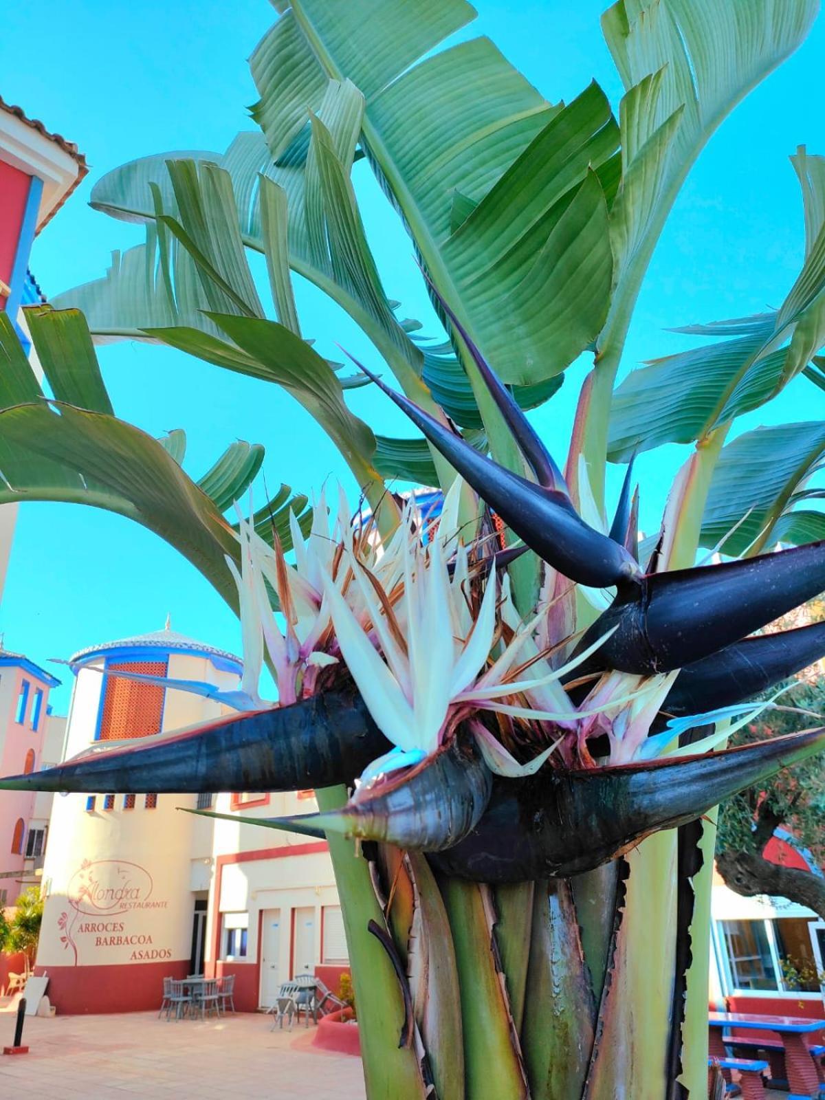 Casa De Buenos Dias Apartment Torrevieja Bagian luar foto